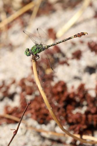 Réf. 238 053 : Paragomphus genei